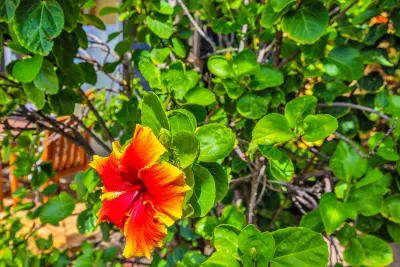 Hibiscus in bloom on the grounds